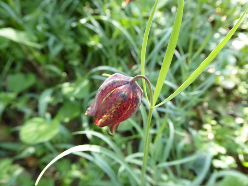 Fritillaria orientalis - Liliaceae